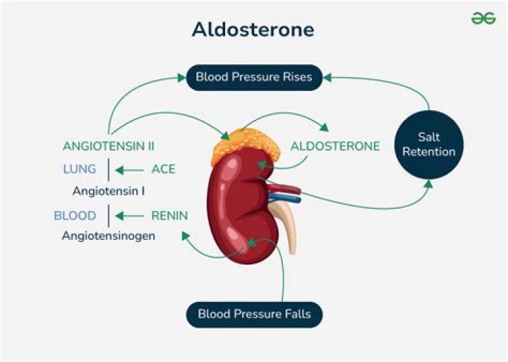 aldosterone is secreted by