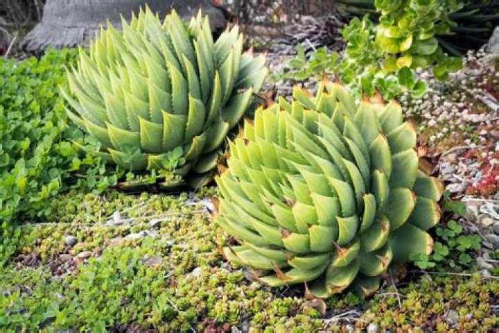 aloe vera plant uk