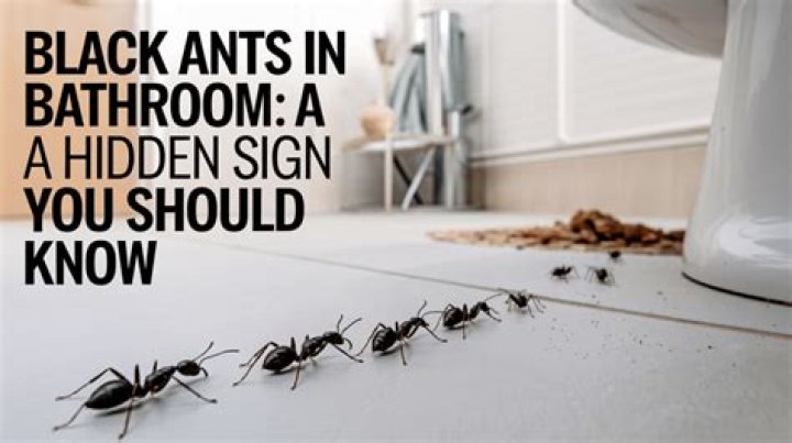 ants in bathroom
