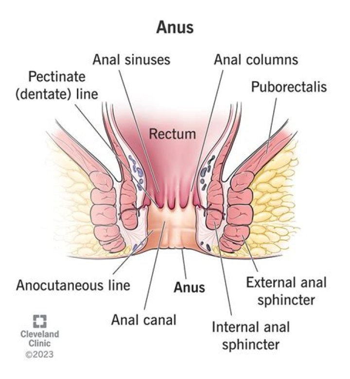 anus structure