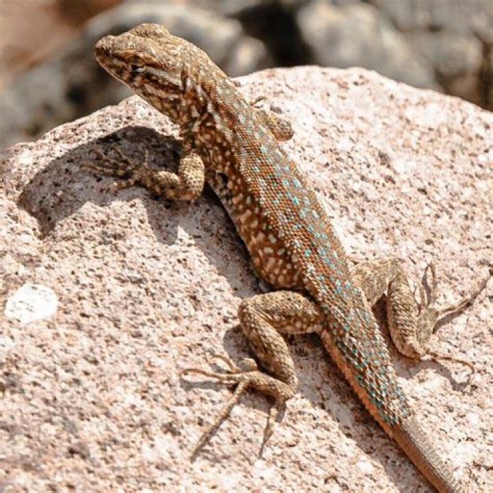 arizona lizards