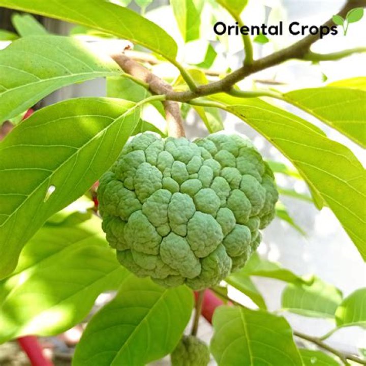 atis fruit