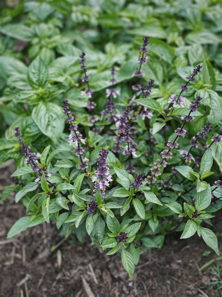 basil flowers