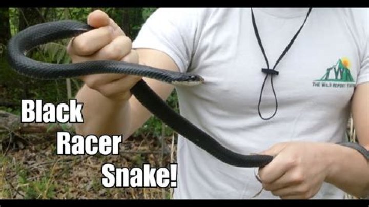 black racer snake bite