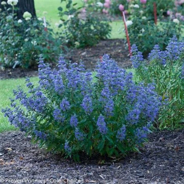 blue mist spirea