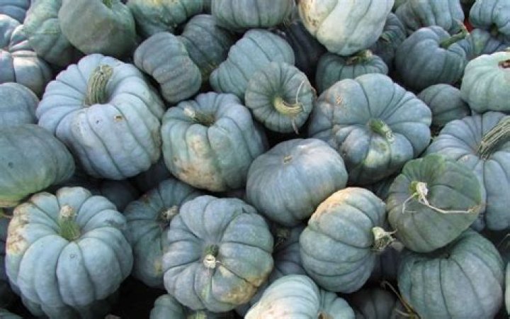blue pumpkins