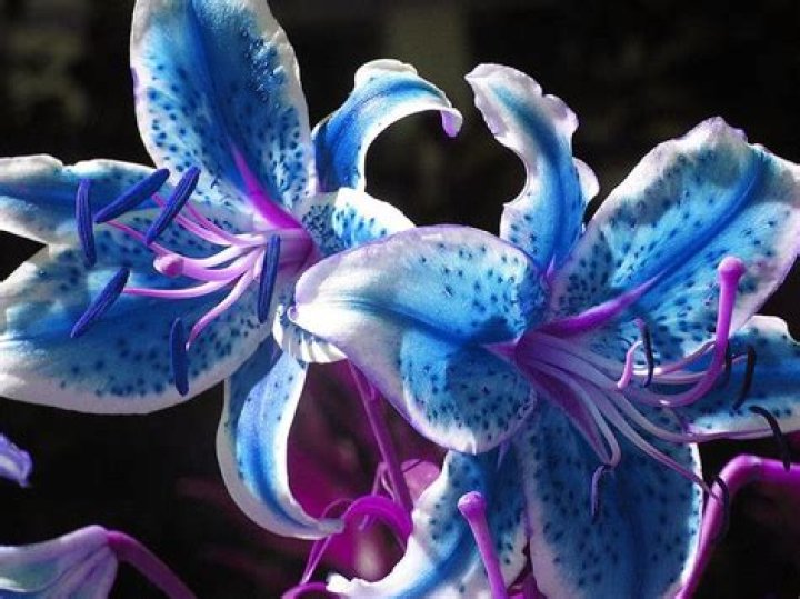 blue stargazer lily