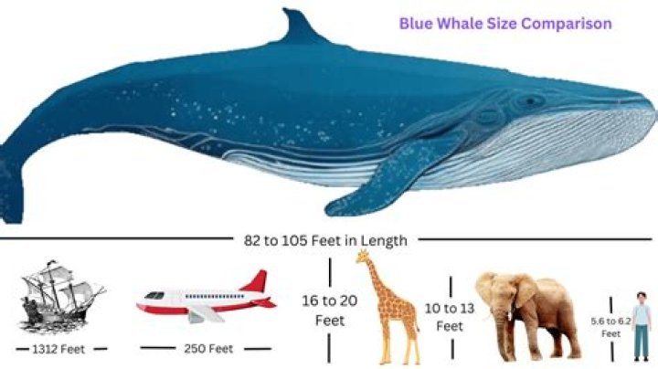 blue whale size comparison