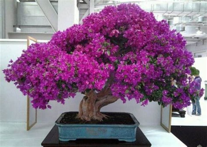 bougainvillea bonsai