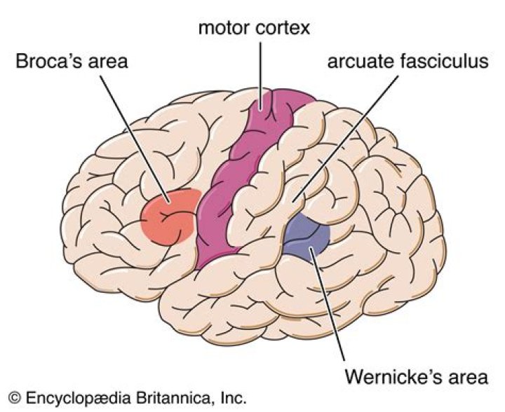 broca’s area location