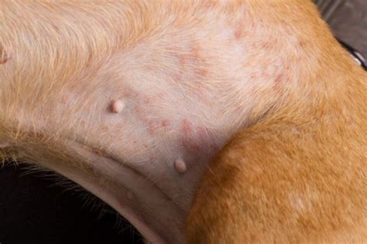 bug bites on dogs
