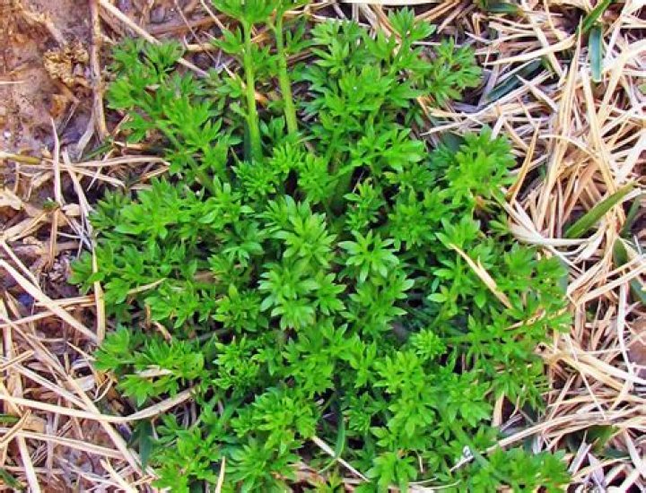 burweed