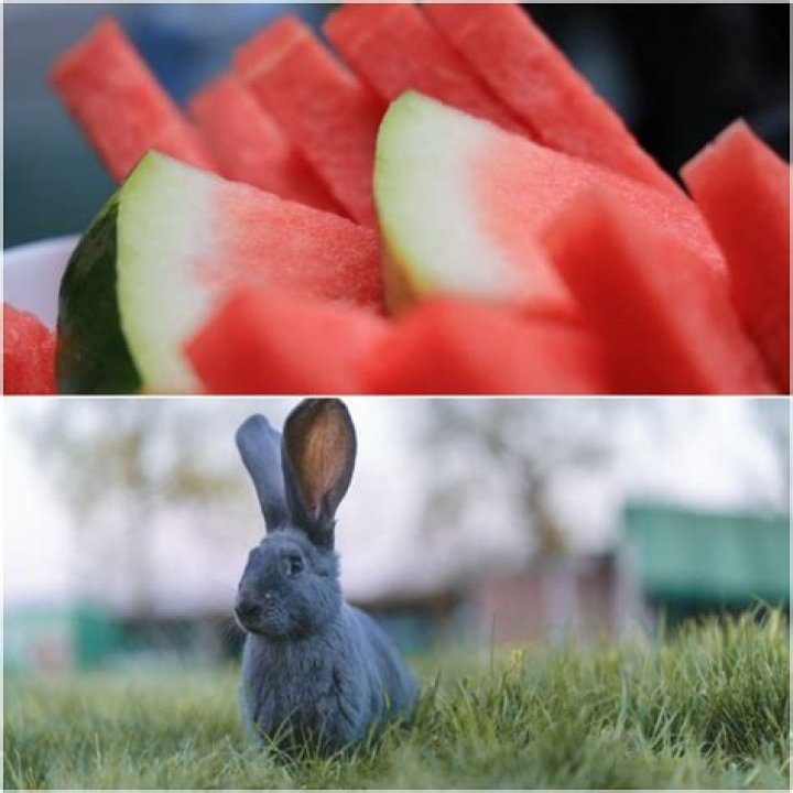 can bunnies eat watermelon