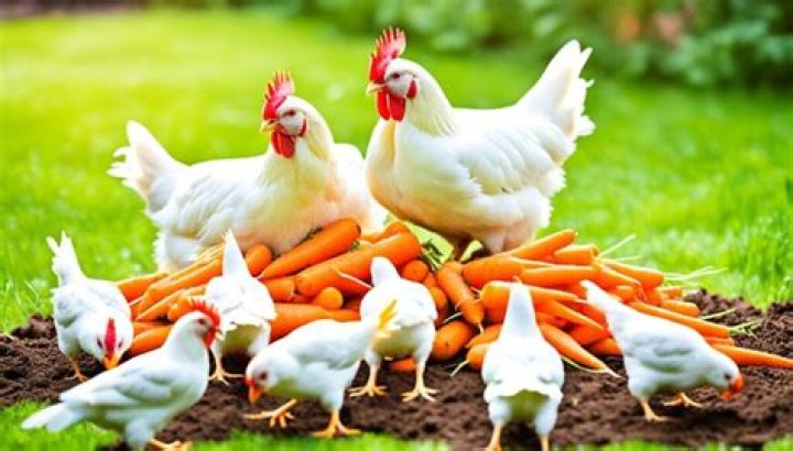 can chickens eat carrots