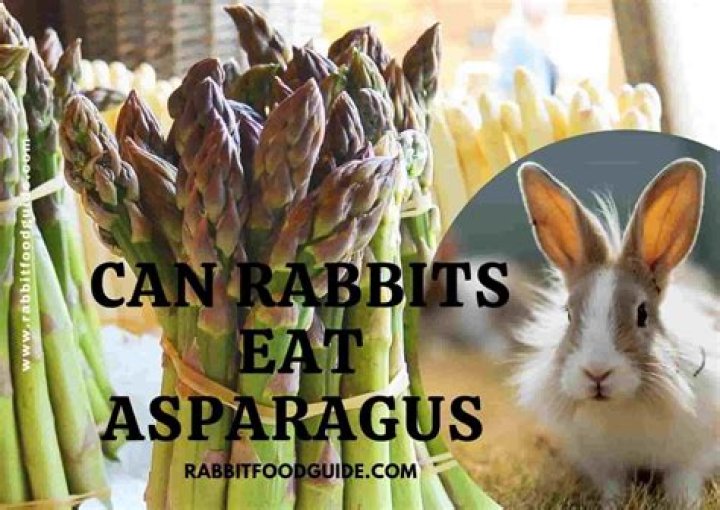 can rabbits eat asparagus