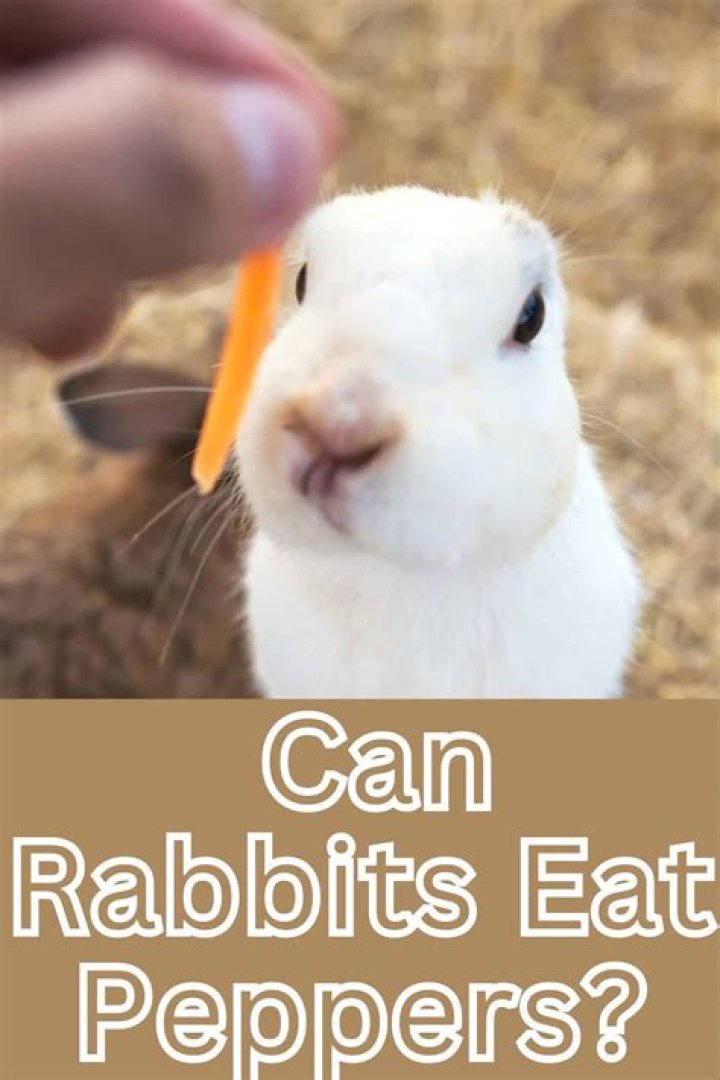 can rabbits eat peppers
