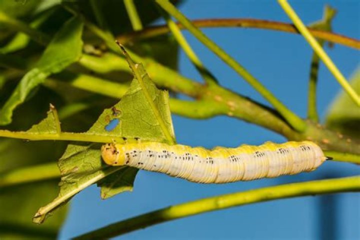 catalpa worms