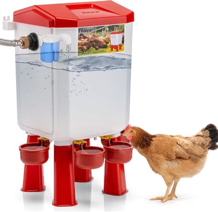 chicken water feeder