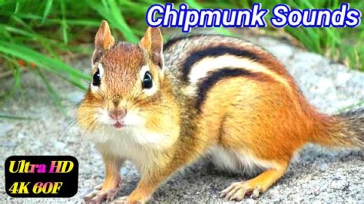 chipmunk sounds