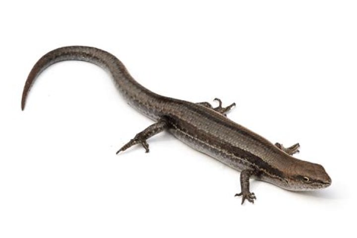 common garden skink