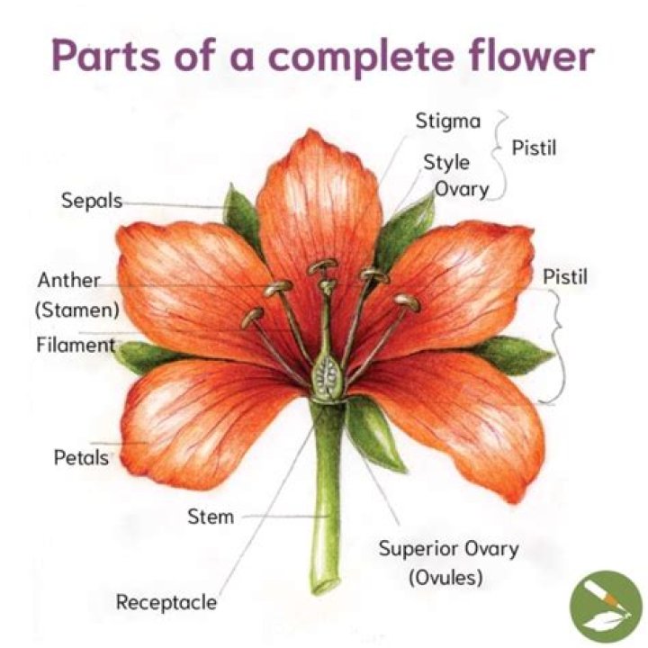 complete flower