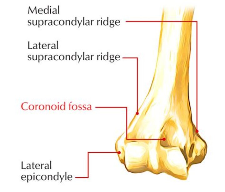 coronoid fossa