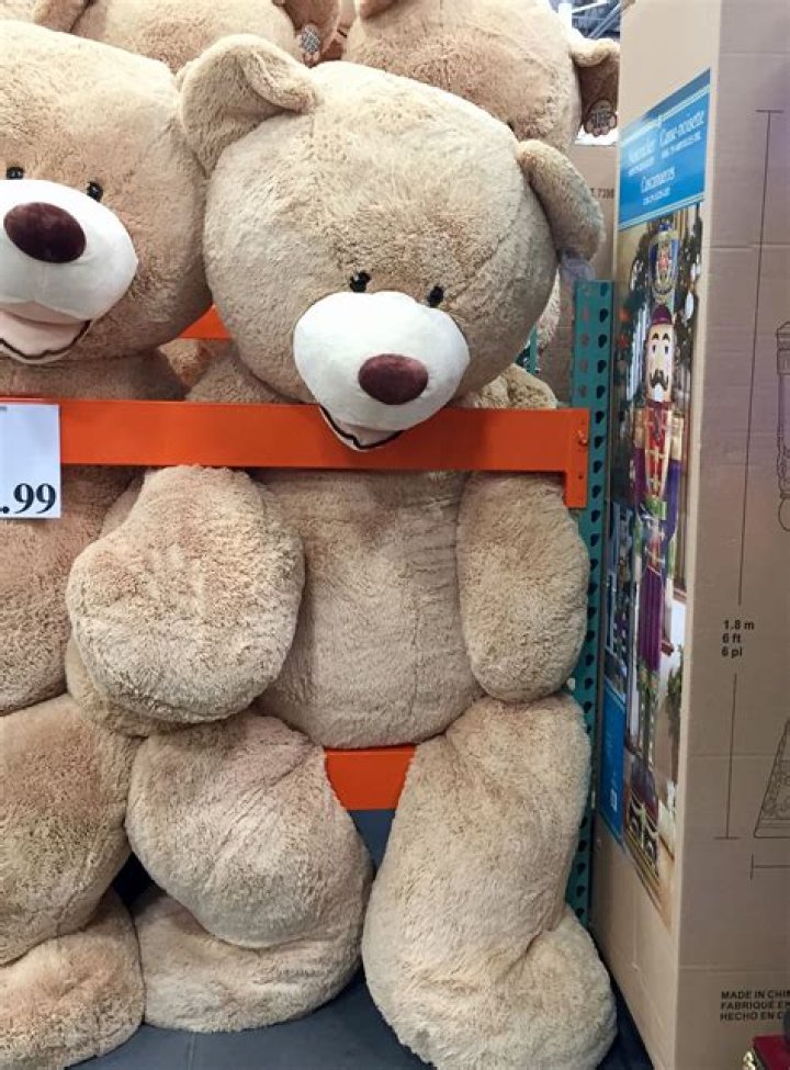 costco teddy bear