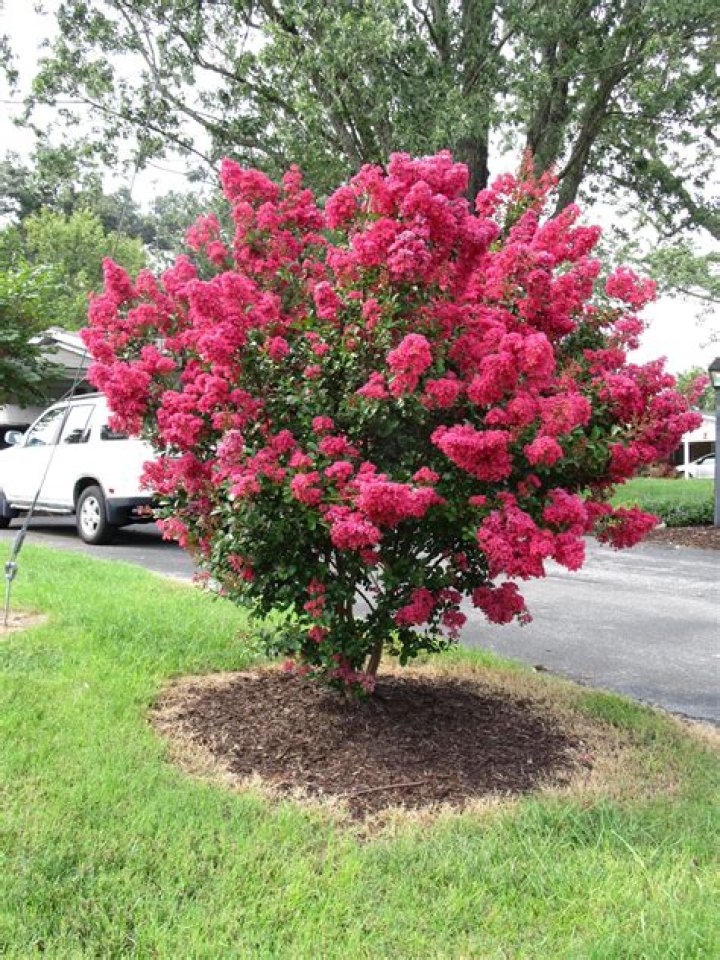crape myrtle bushes
