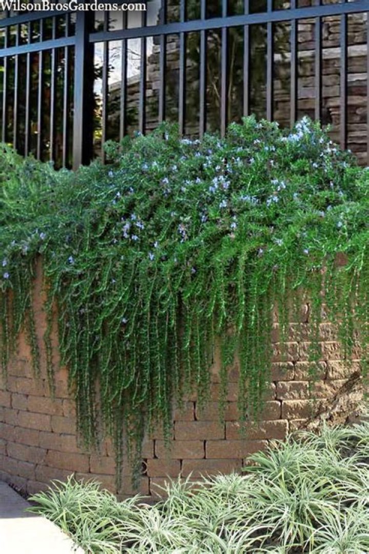 creeping rosemary