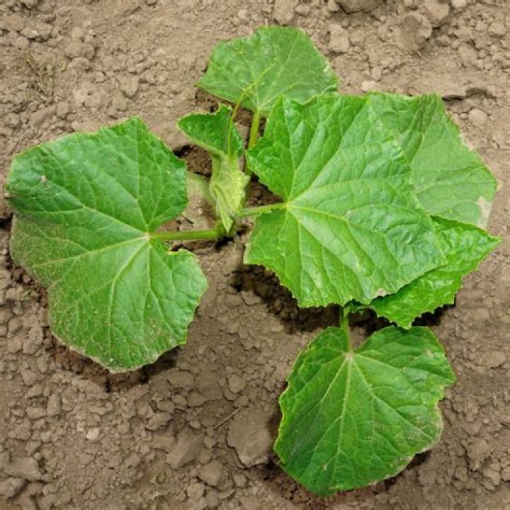 cucumber leaves