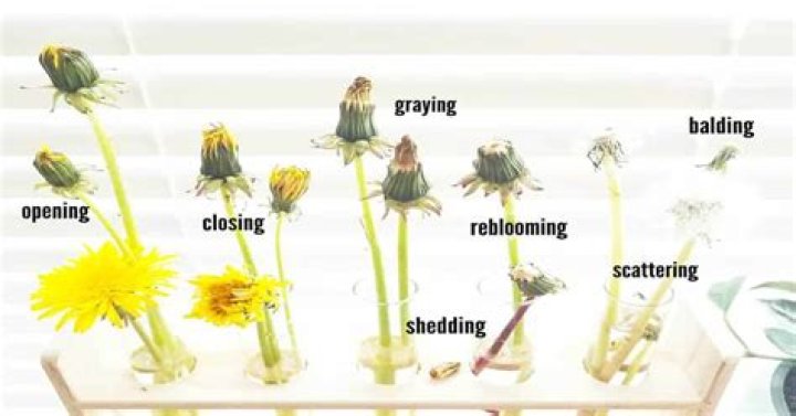 dandelion life cycle