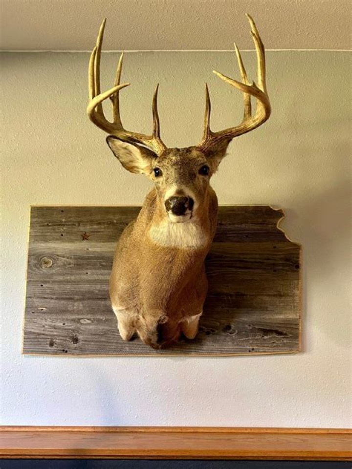 deer shoulder mount
