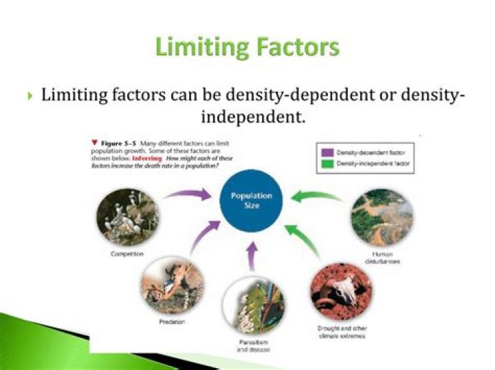 density independent limiting factors