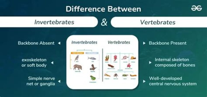 difference between vertebrates and invertebrates