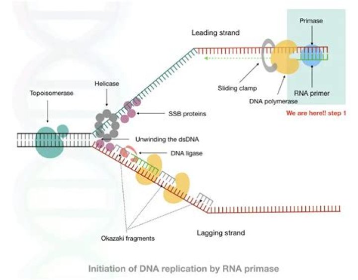 dna primase