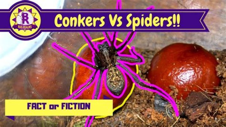 do conkers keep spiders away