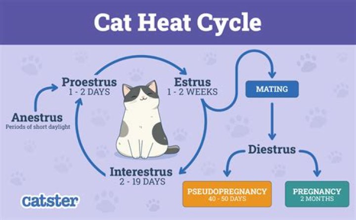 do female cats have periods