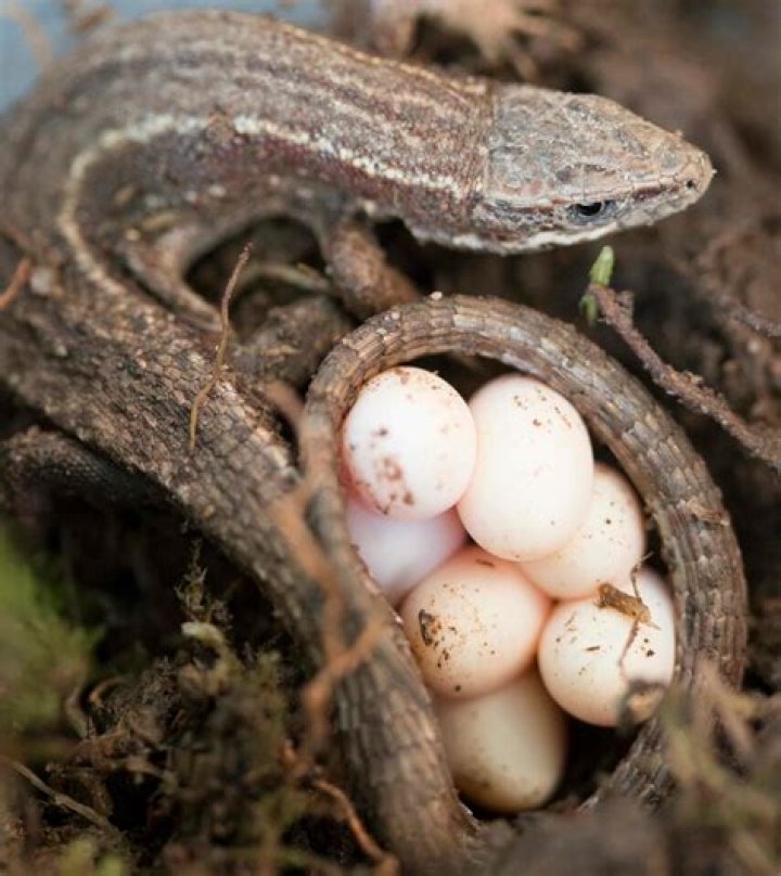 do lizards lay eggs