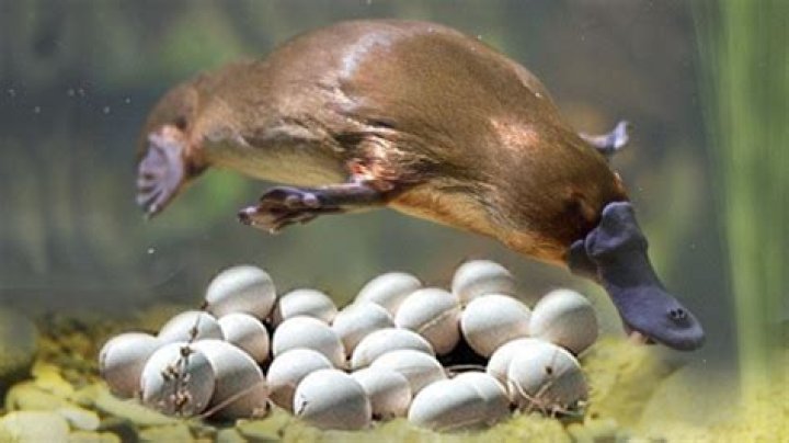 do platypus lay eggs
