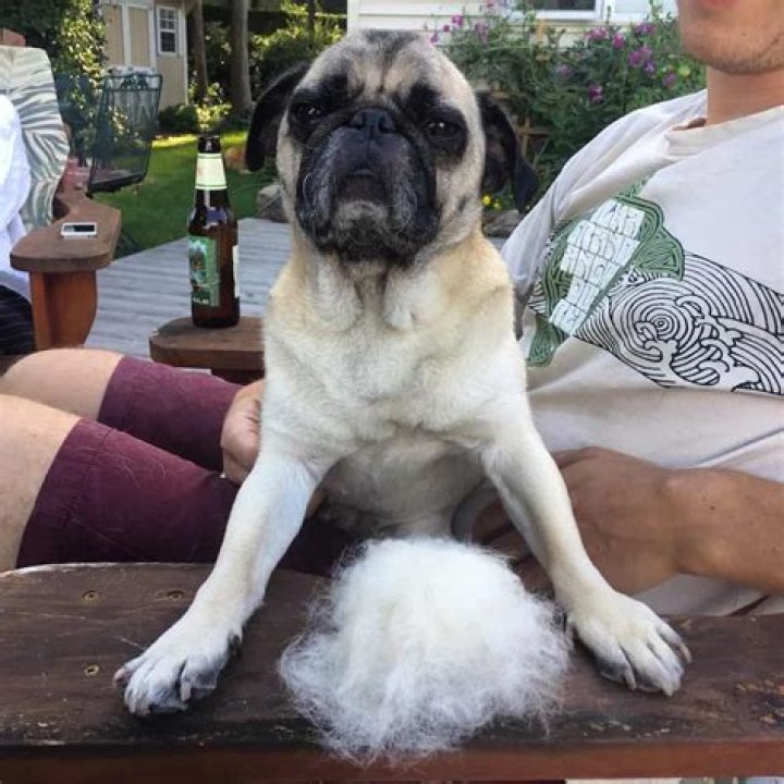do pugs shed