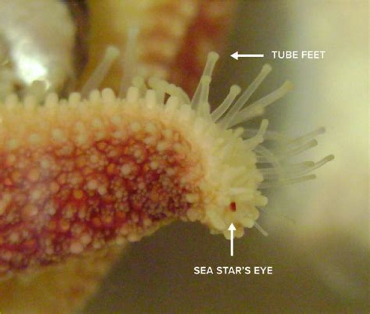 do starfish have eyes