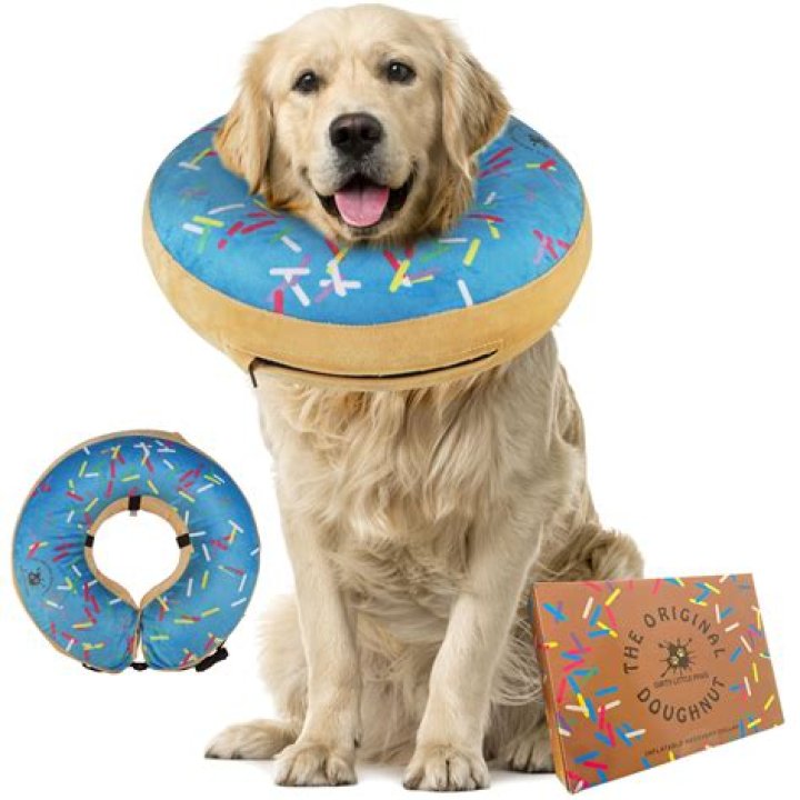 dog donut collar