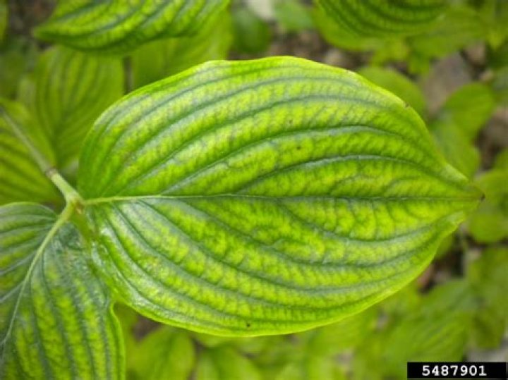 dogwood tree leaves