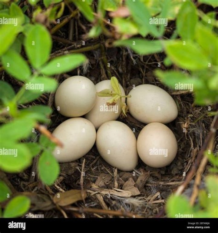 dove eggs