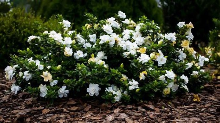 dwarf gardenia