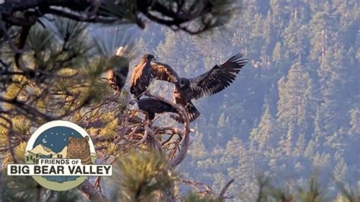 eagle cam big bear