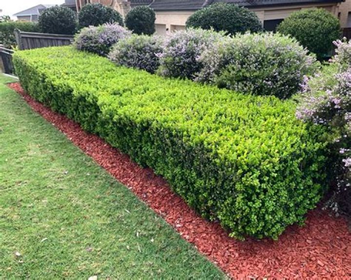 english box hedge