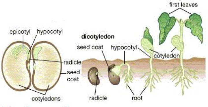 epicotyl and hypocotyl