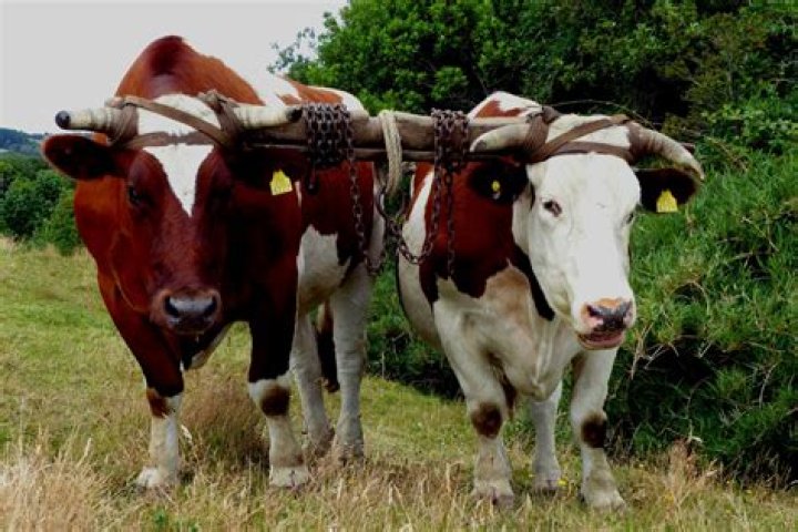 equally yoked meaning