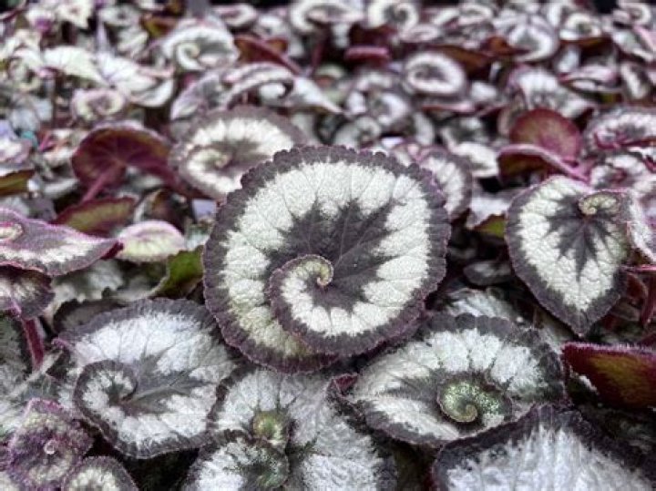 escargot begonia